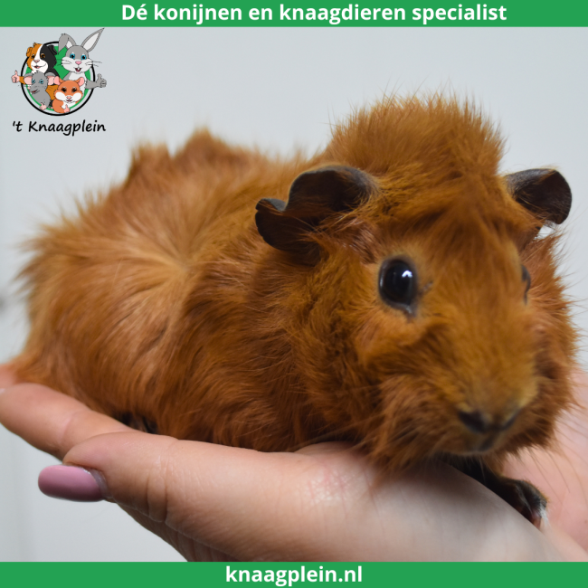 foto van kleur Rood