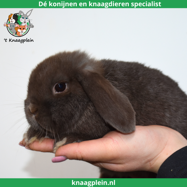 foto van kleur Bruin