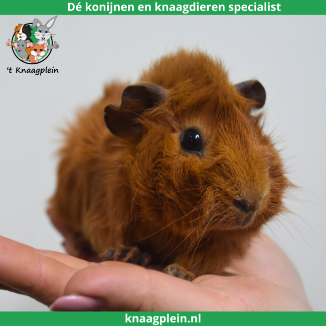 foto van kleur Rood