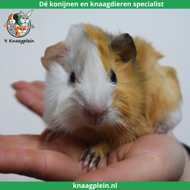 foto van kleur Creme / Zwart / Wit