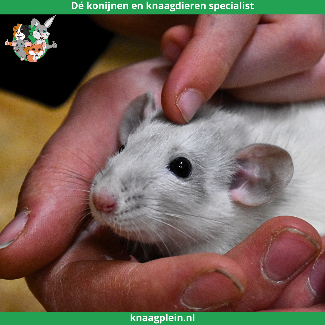 Afbeelding bij blog Waarom ratten geschikt zijn voor kinderen en gezinnen