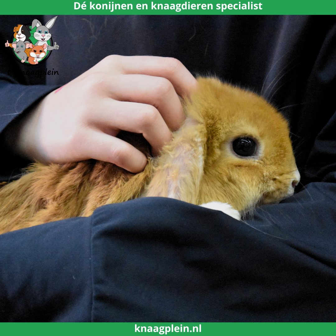 Afbeelding bij blog Waarom konijnen geschikt zijn voor kinderen en gezinnen