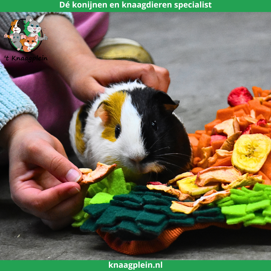 Afbeelding bij blog Waarom cavia’s geschikt zijn voor kinderen en gezinnen