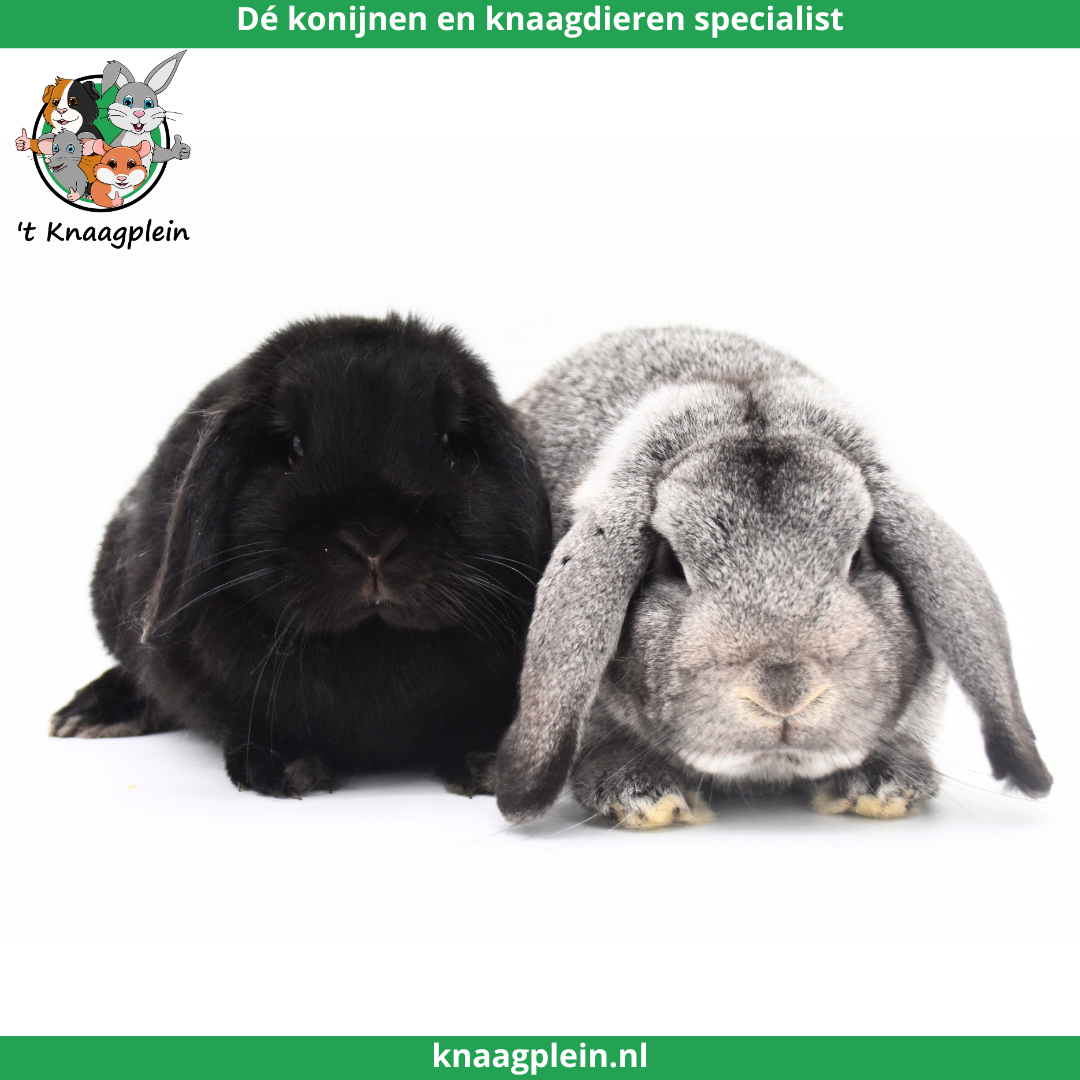 Afbeelding bij blog Konijnenkoppels bij 't Knaagplein