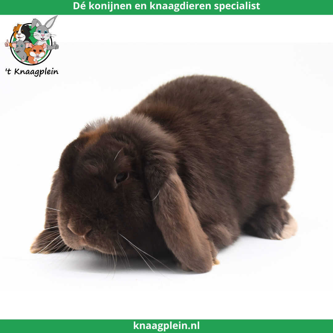 Afbeelding bij blog Waarom kiezen voor een gesteriliseerde voedster?
