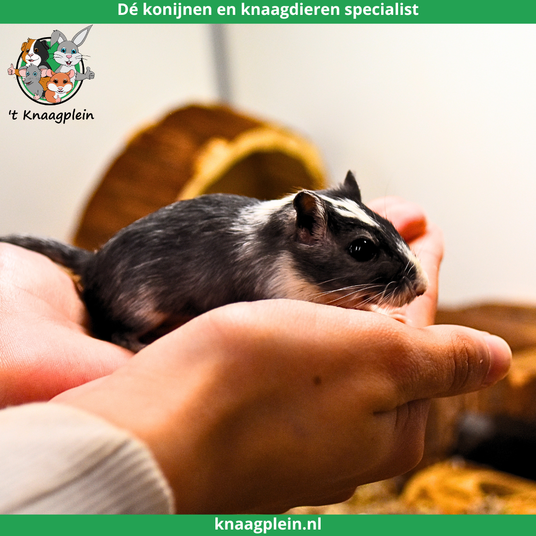 Afbeelding bij blog Waarom gerbils geschikt zijn voor kinderen en gezinnen