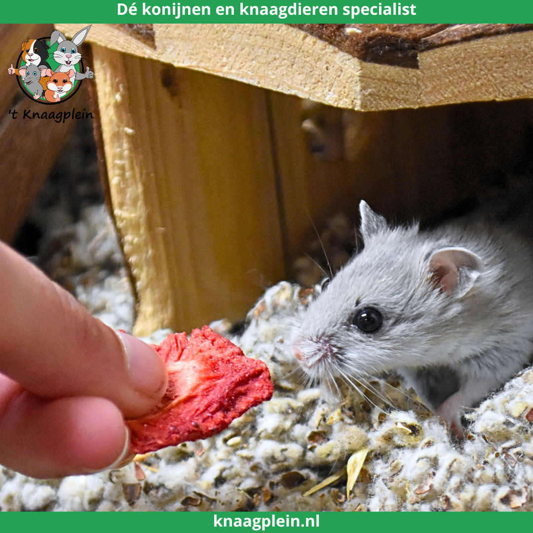 Afbeelding bij blog Waarom hamsters geschikt zijn voor kinderen en gezinnen
