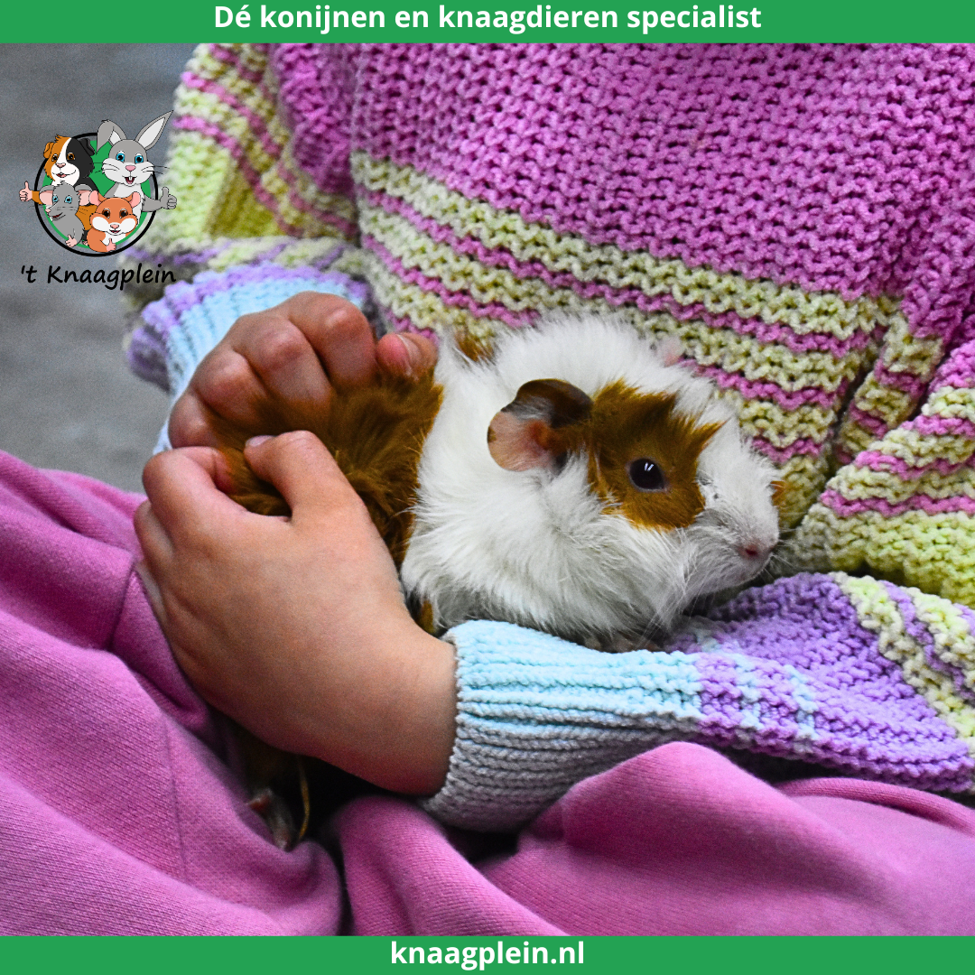 Afbeelding bij blog Waarom kiezen voor gecastreerde cavia's?