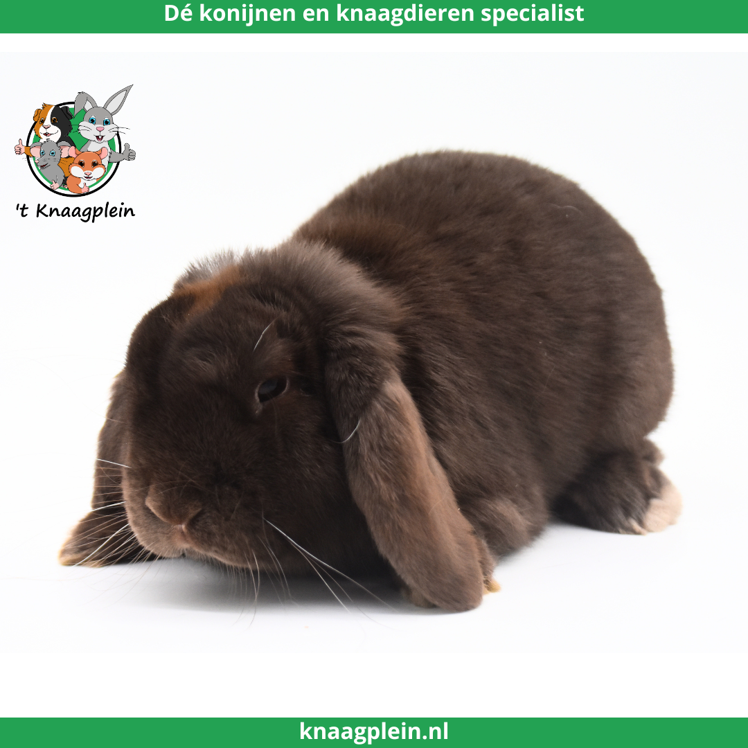 Afbeelding bij blog Waarom kiezen voor een gesteriliseerde voedster?