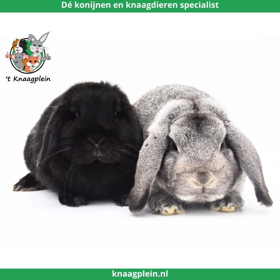 Afbeelding bij blog Konijnenkoppels bij 't Knaagplein