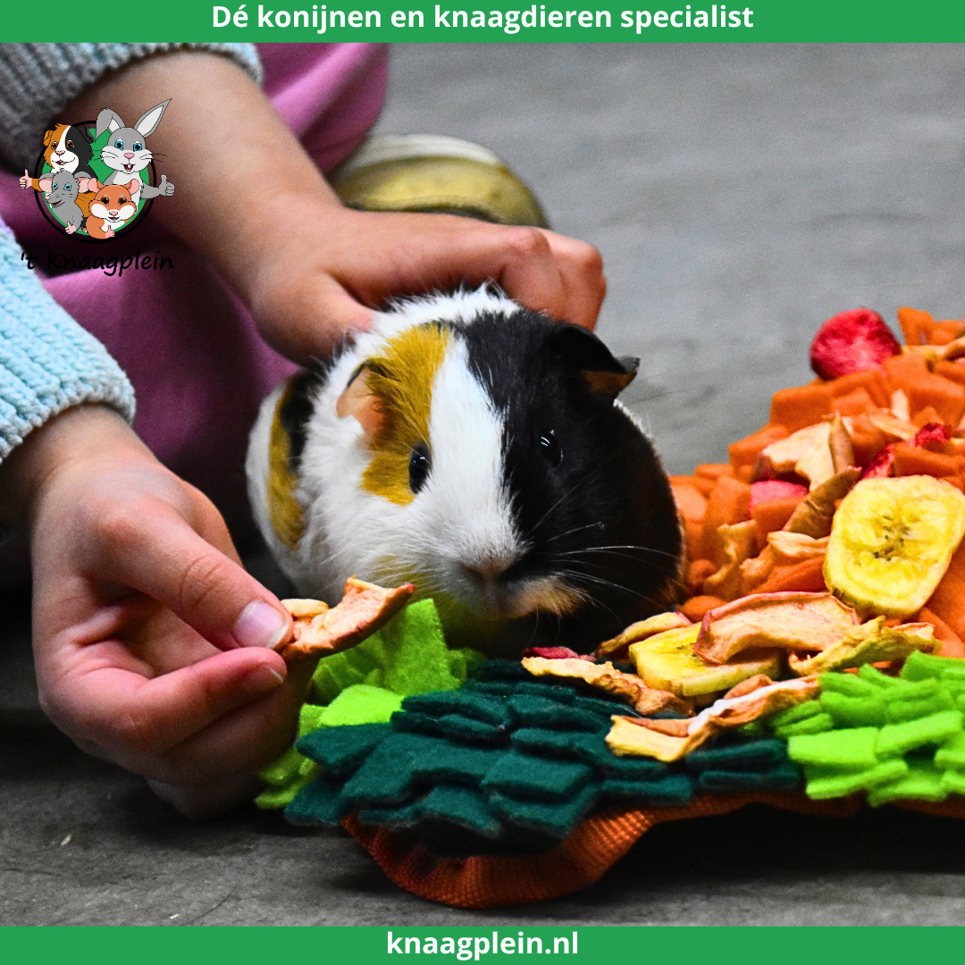 Afbeelding bij blog Waarom cavia’s geschikt zijn voor kinderen en gezinnen