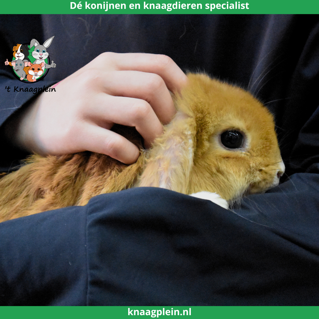 Afbeelding bij blog Waarom konijnen geschikt zijn voor kinderen en gezinnen