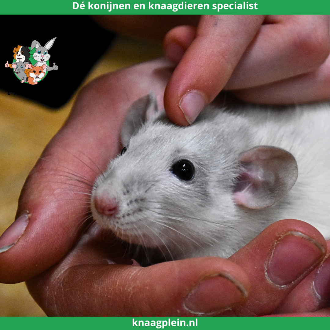 Afbeelding bij blog Waarom ratten geschikt zijn voor kinderen en gezinnen
