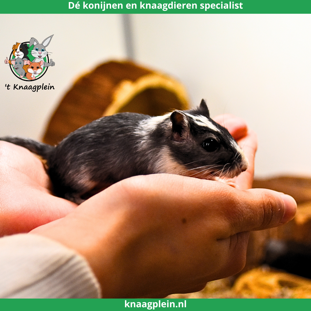 Afbeelding bij blog Waarom gerbils geschikt zijn voor kinderen en gezinnen