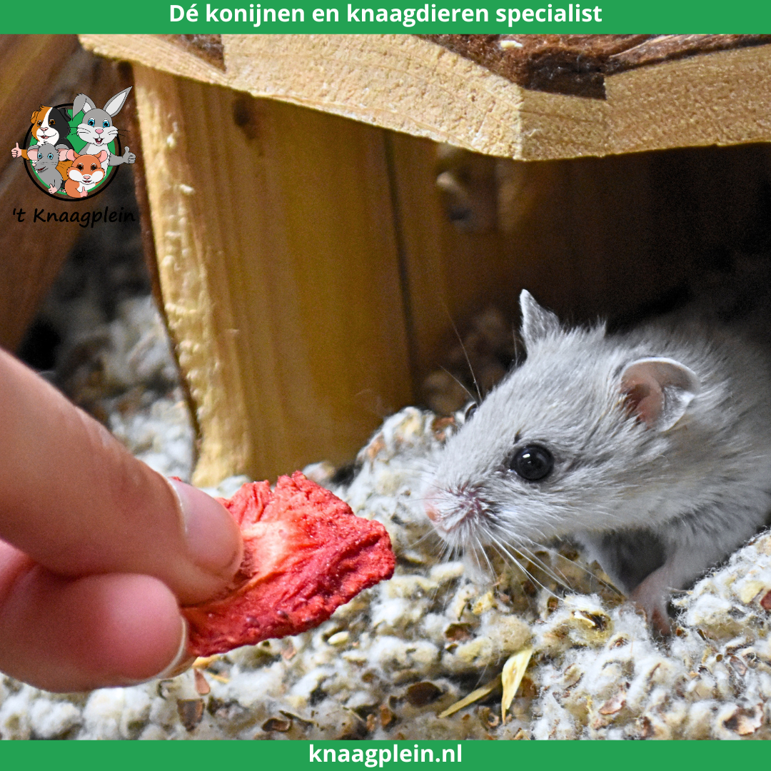 Afbeelding bij blog Waarom hamsters geschikt zijn voor kinderen en gezinnen